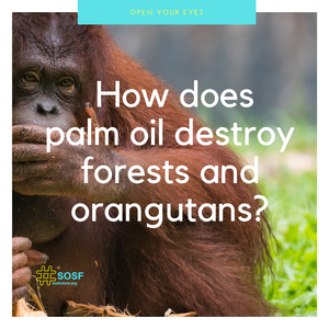 How does palm oil destroy forests and orangutans?