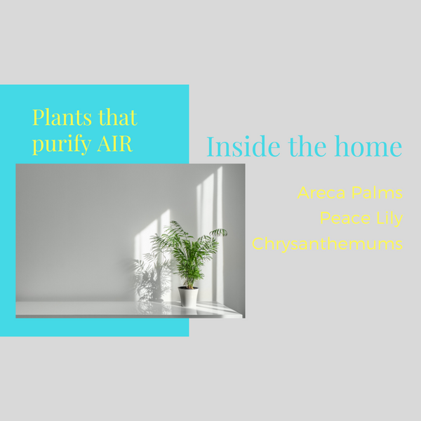 Plants that purify air inside the home