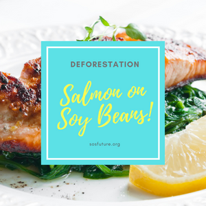 Salmon on Soy Beans: Deforestation Is More Than Just “Bad for the Environment”