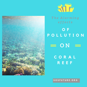 The Alarming Effects Of Pollution On Coral Reef